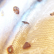 Illustration for article titled DIY Bedbug Trap Tackles Infestations For $15